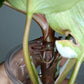 Philodendron White Knight WK1- Burle Marx Mint Reserved Dana Sue Kast Janulis