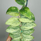 Rhaphidophora Hayi Variegated 3