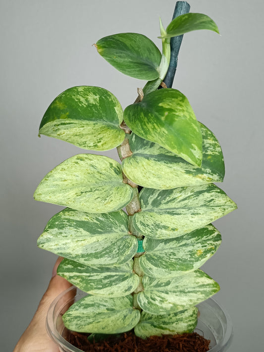 Rhaphidophora Hayi Variegated 3