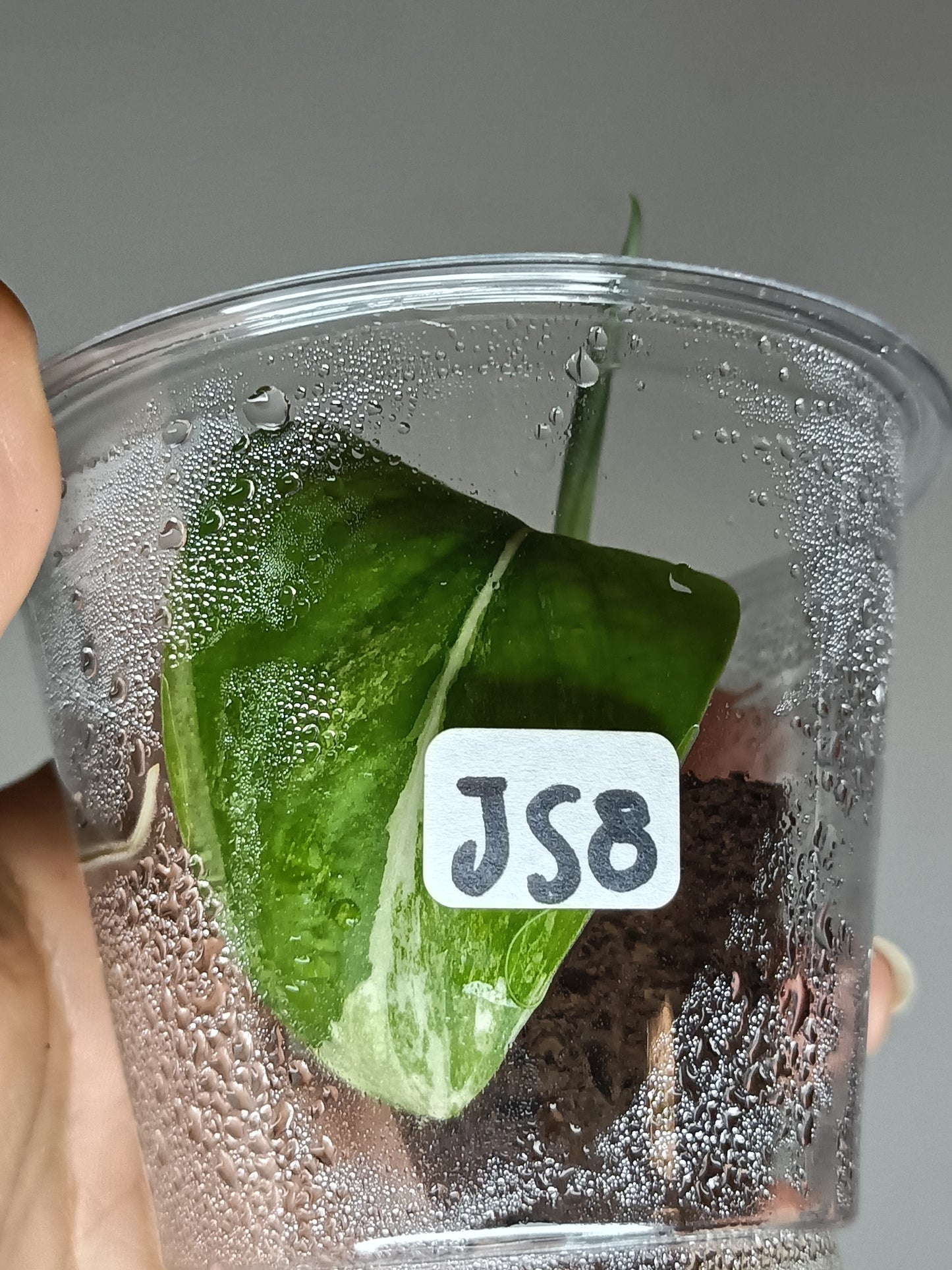 Scindapsus Jade Satin Variegated JS8- Bordenkircher Tanya