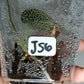 Scindapsus Jade Satin Variegated JS6-Amanda Siegan