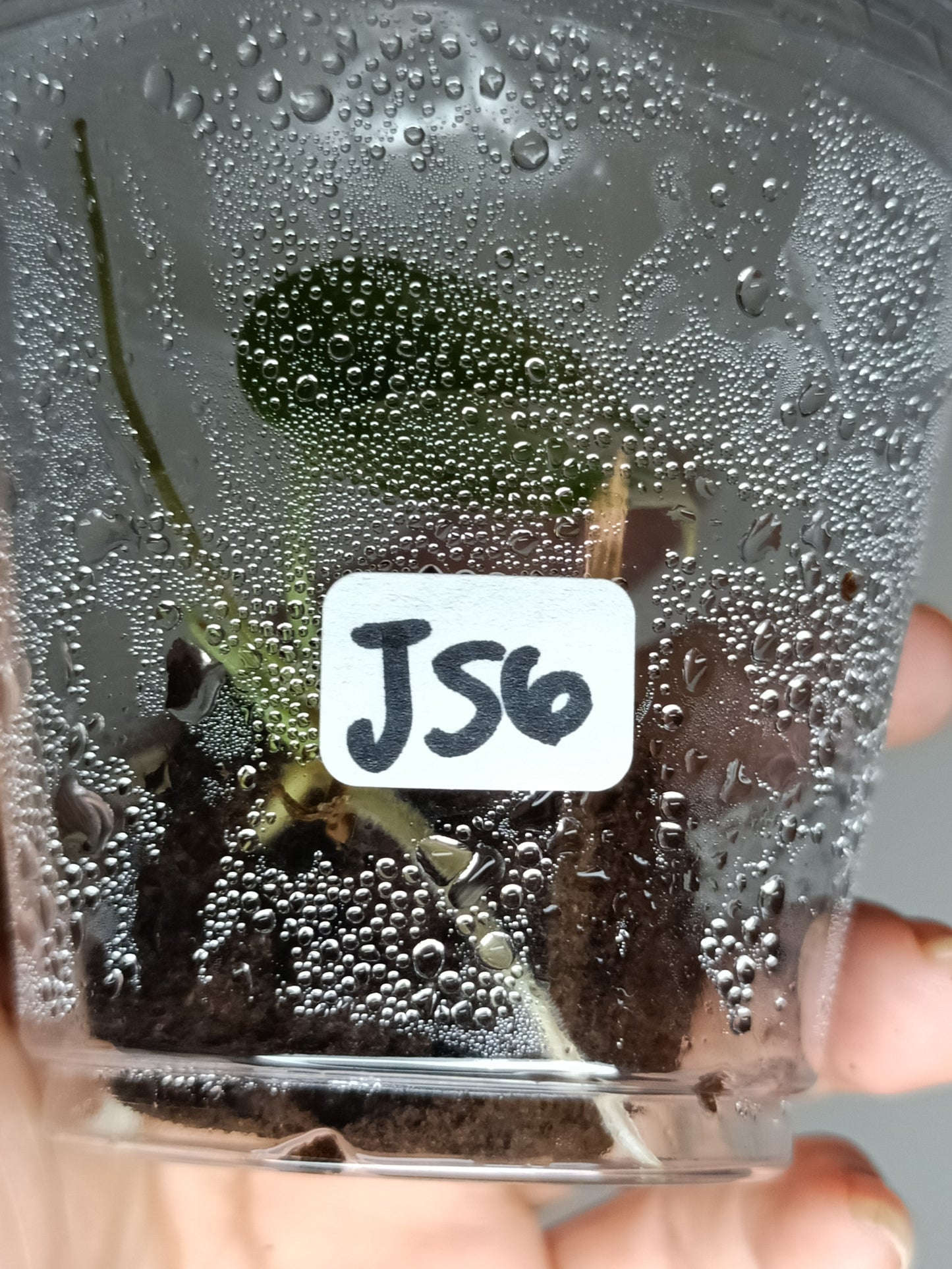 Scindapsus Jade Satin Variegated JS6-Amanda Siegan