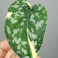 Scindapsus Mayari Variegated M1- Kristin Rachinski