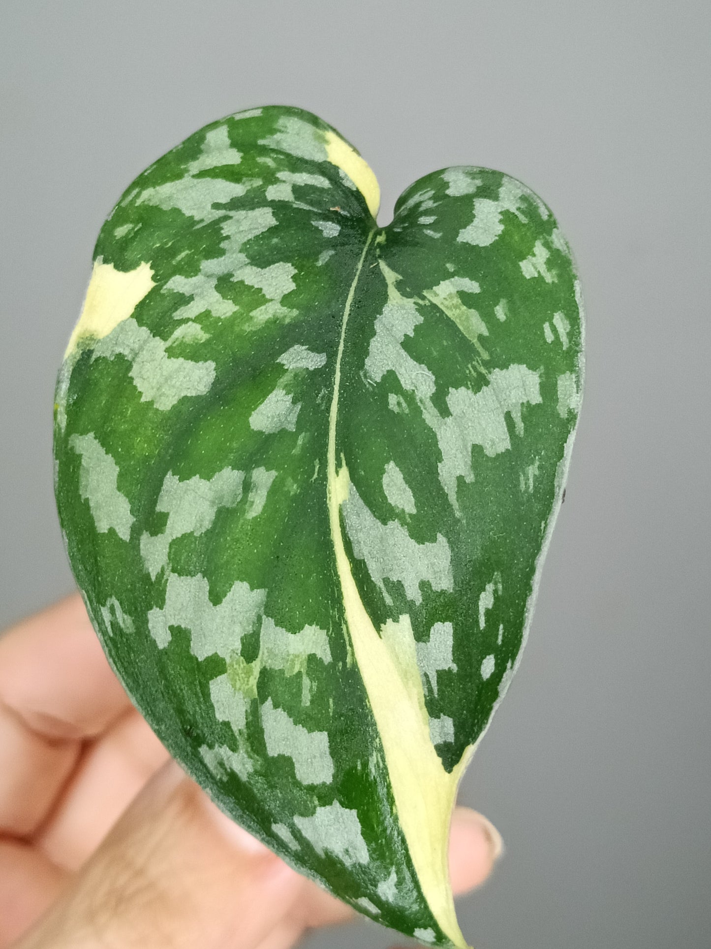 Scindapsus Mayari Variegated M1- Kristin Rachinski