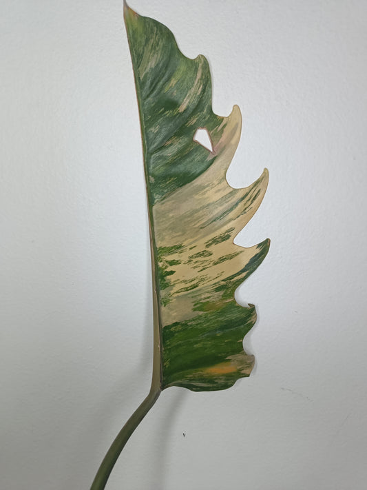 One leaf Caramel Marble mid cut / Danielle Boyd