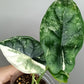 Alocasia Dragon Scale Variegated DSV13- Reserved Korey Lewis