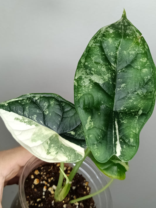 Alocasia Dragon Scale Variegated DSV13- Reserved Korey Lewis