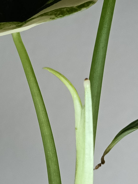 Alocasia Dragon Scale Variegated DSV13- Reserved Korey Lewis