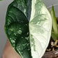 Alocasia Dragon Scale Variegated DSV13- Reserved Korey Lewis