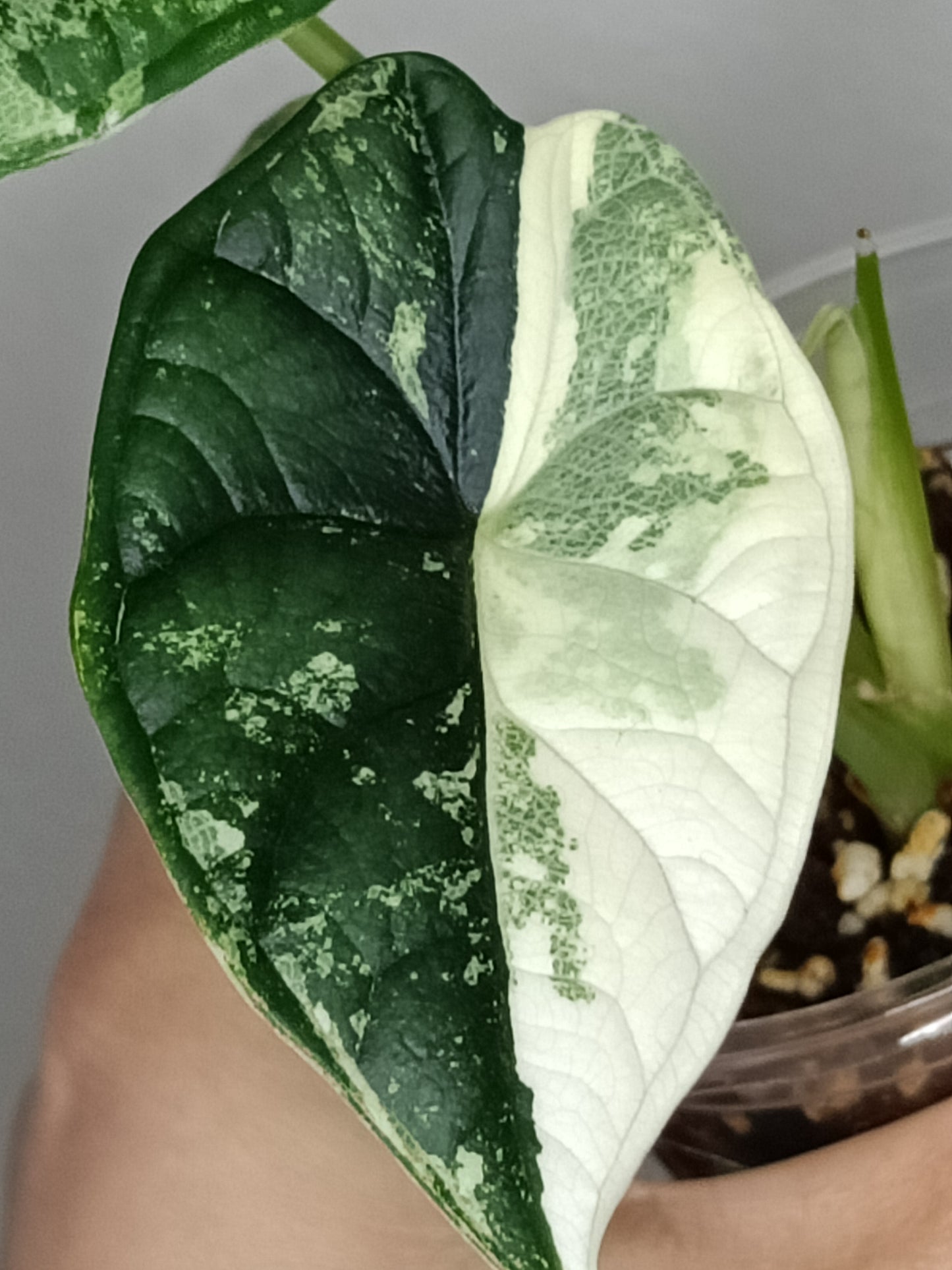 Alocasia Dragon Scale Variegated DSV13- Reserved Korey Lewis