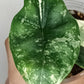 Alocasia Dragon Scale Variegated DSV13- Reserved Korey Lewis