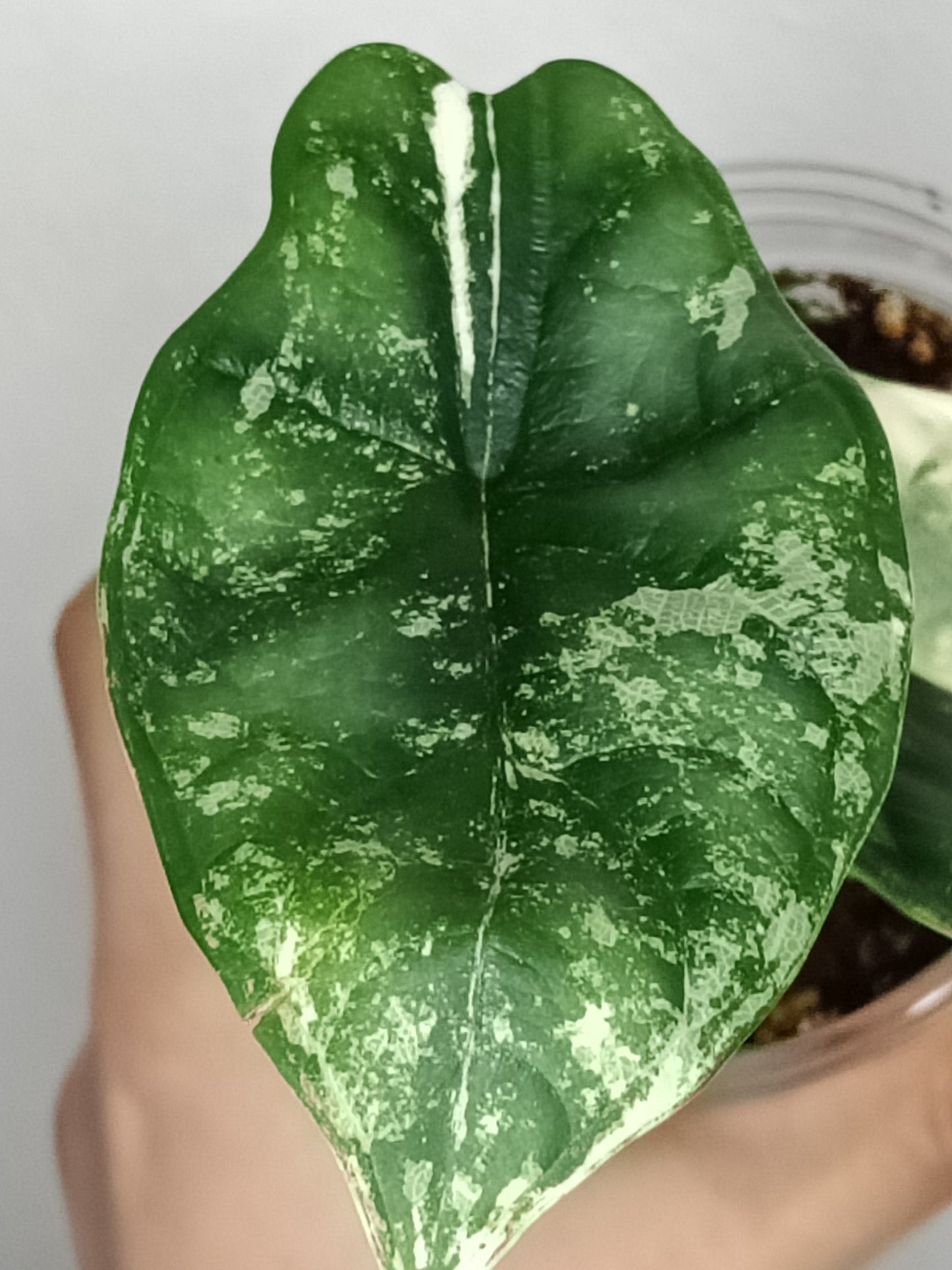 Alocasia Dragon Scale Variegated DSV13- Reserved Korey Lewis