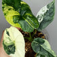 Alocasia Dragon Scale Variegated DSV3- Reserved Amy Morrell