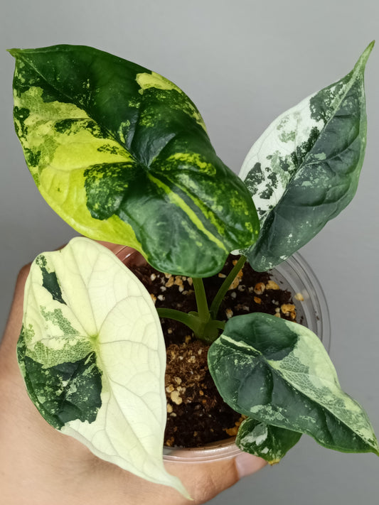 Alocasia Dragon Scale Variegated DSV3- Reserved Amy Morrell