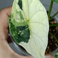 Alocasia Dragon Scale Variegated DSV3- Reserved Amy Morrell