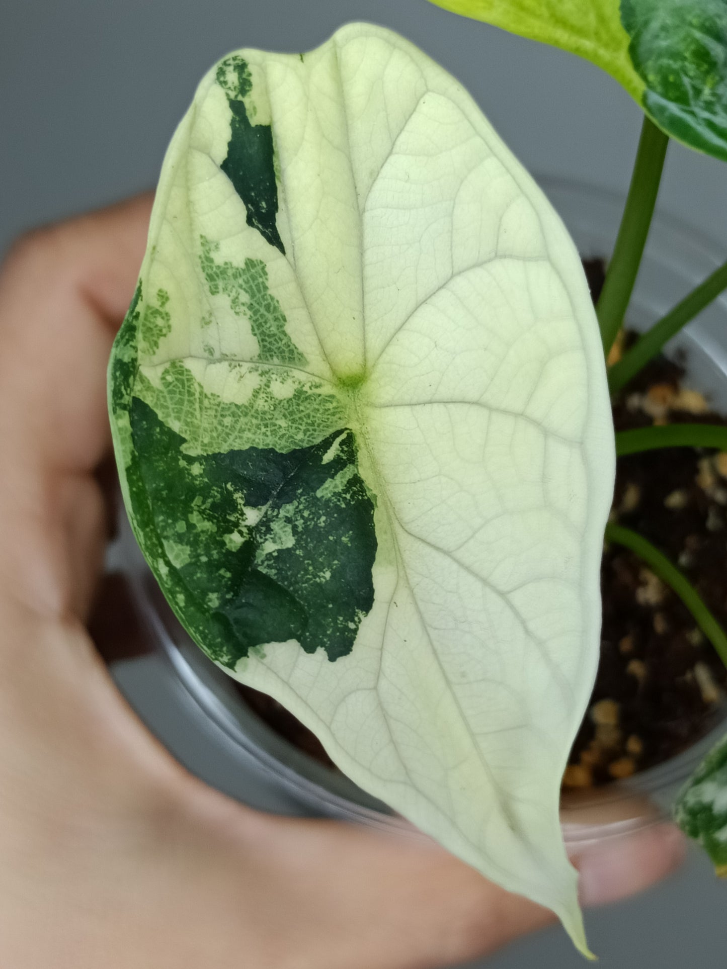 Alocasia Dragon Scale Variegated DSV3- Reserved Amy Morrell