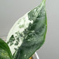 Alocasia Dragon Scale Variegated DSV3- Reserved Amy Morrell