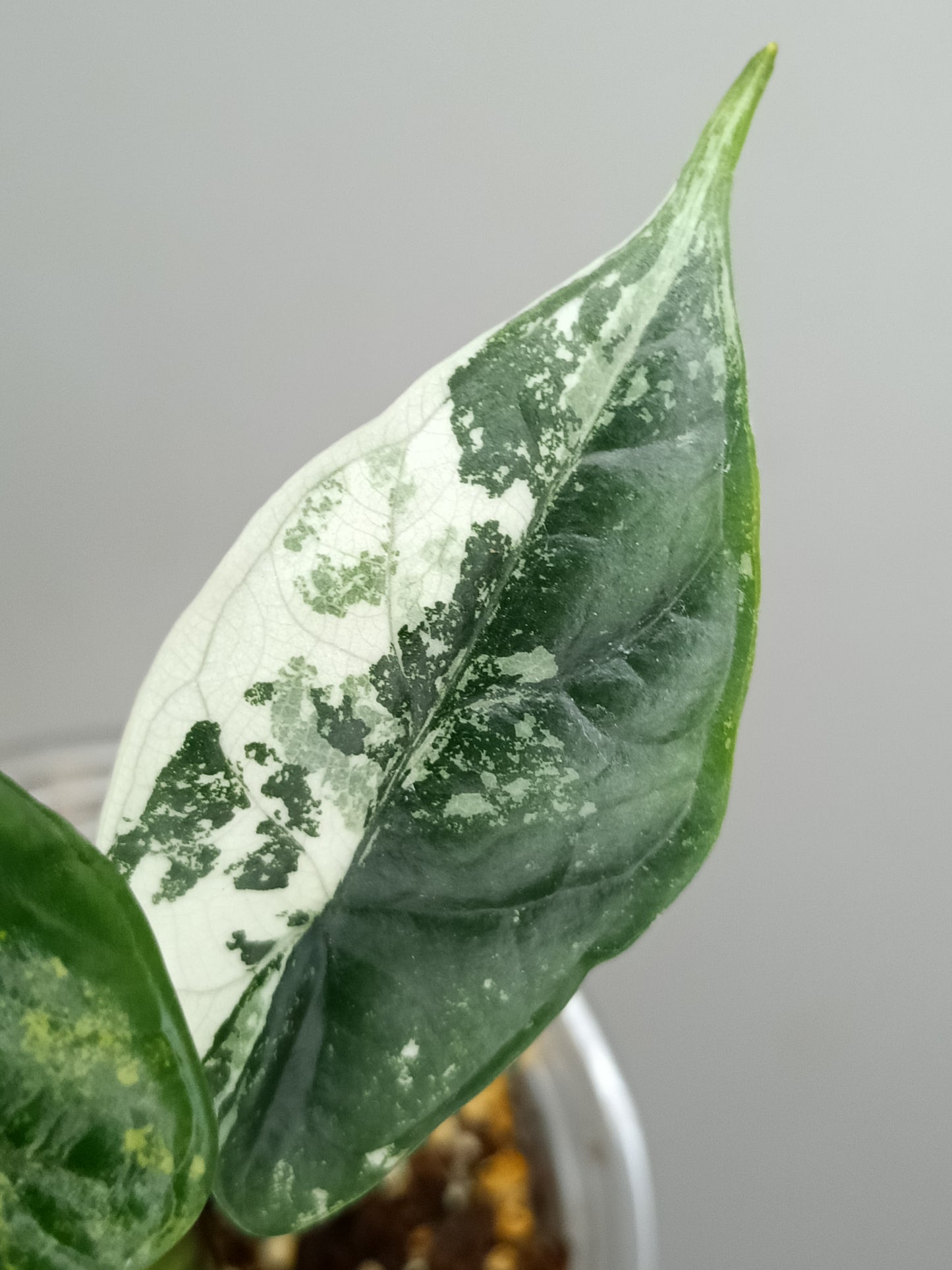 Alocasia Dragon Scale Variegated DSV3- Reserved Amy Morrell