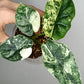 Alocasia Dragon Scale Variegated DSV7- Reserved Adrian Galindo