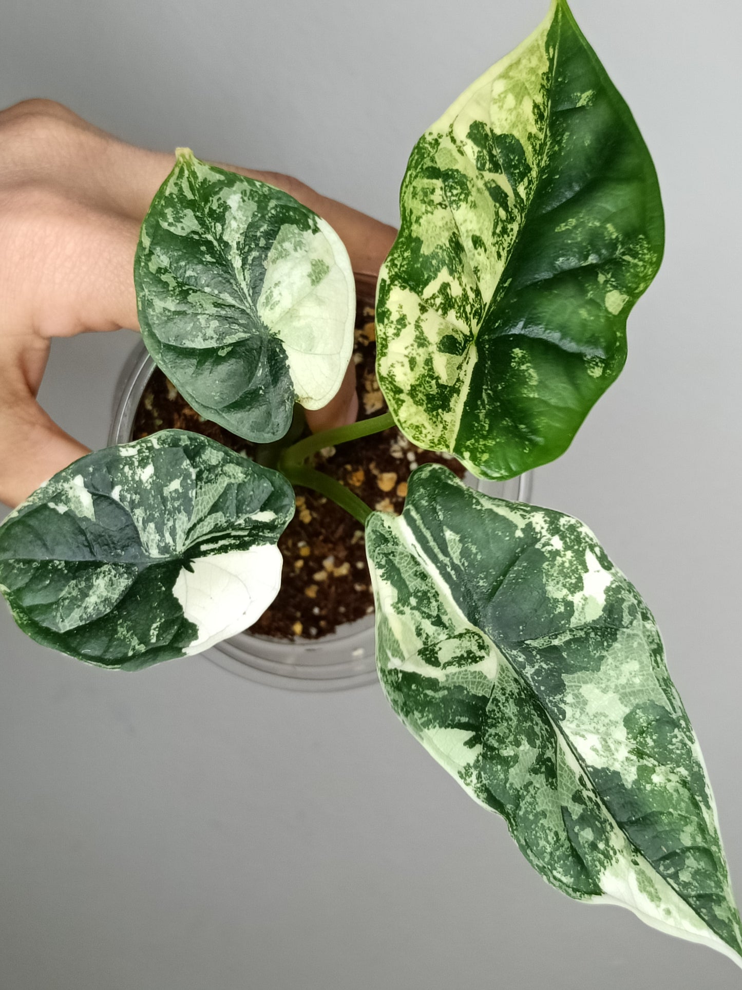 Alocasia Dragon Scale Variegated DSV7- Reserved Adrian Galindo