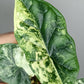 Alocasia Dragon Scale Variegated DSV7- Reserved Adrian Galindo