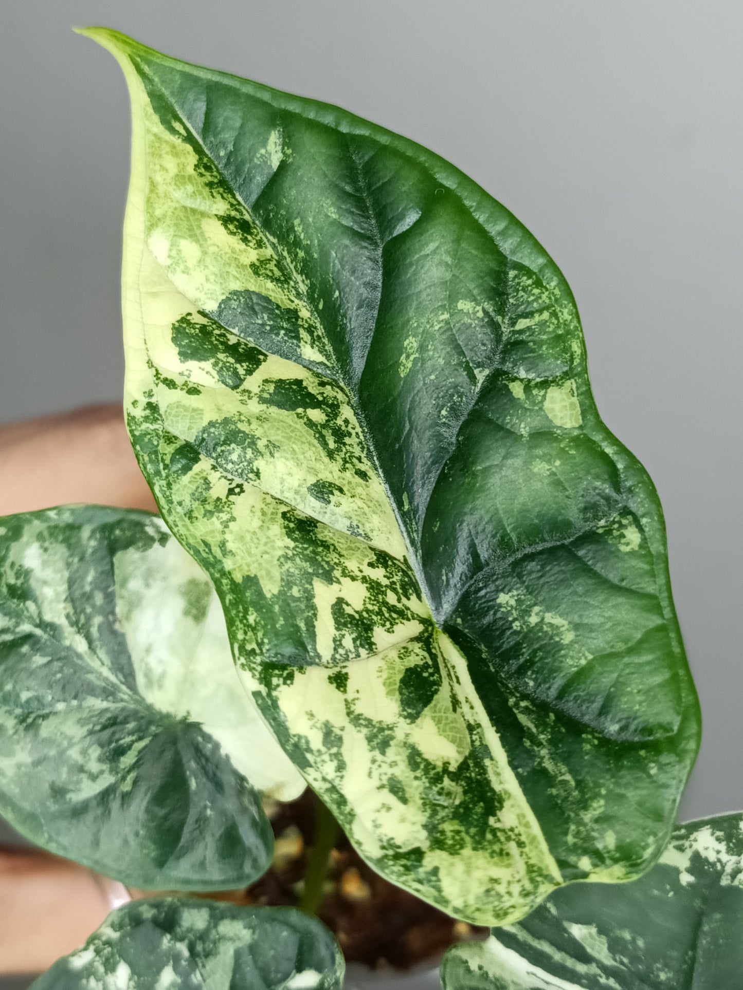 Alocasia Dragon Scale Variegated DSV7- Reserved Adrian Galindo