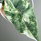 Alocasia Dragon Scale Variegated DSV7- Reserved Adrian Galindo