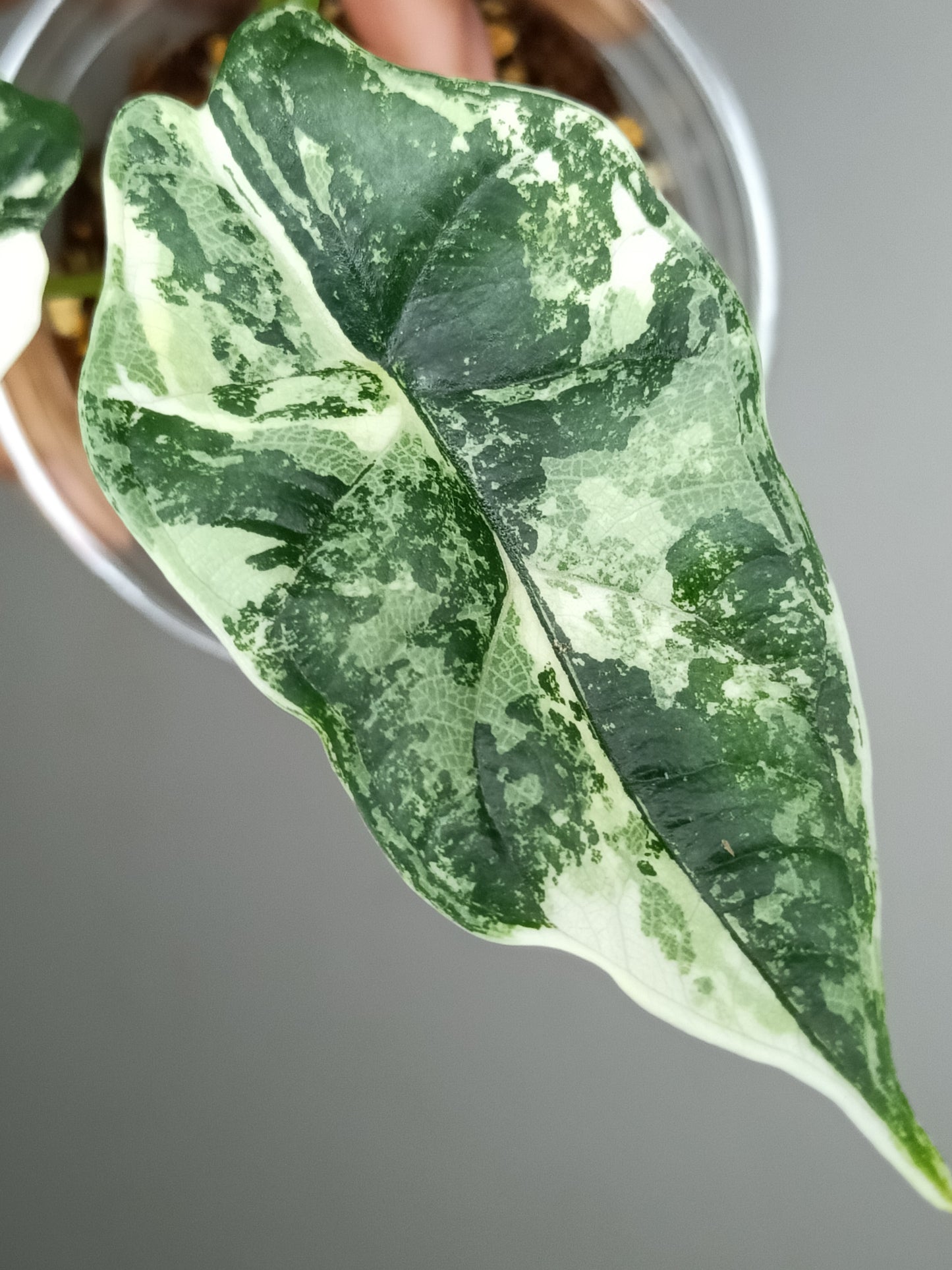 Alocasia Dragon Scale Variegated DSV7- Reserved Adrian Galindo