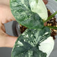 Alocasia Dragon Scale Variegated DSV7- Reserved Adrian Galindo