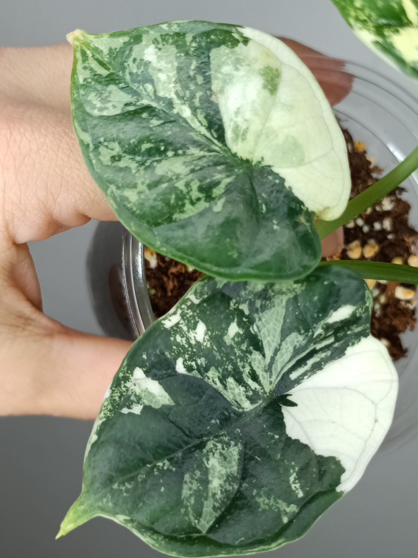 Alocasia Dragon Scale Variegated DSV7- Reserved Adrian Galindo