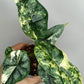 Alocasia Dragon Scale Variegated DSV14- Reserved Analyn Romantjco-Rdz.