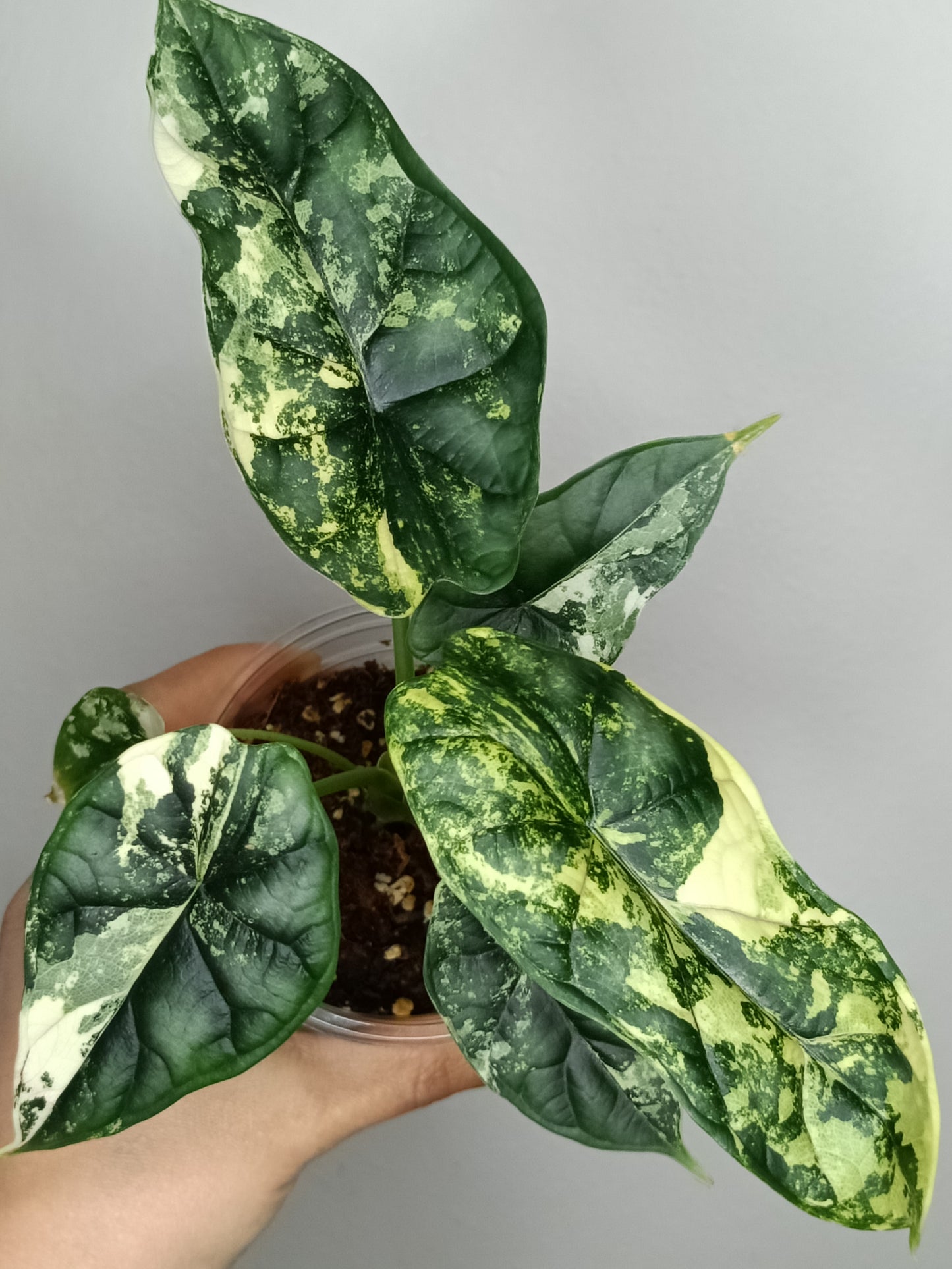 Alocasia Dragon Scale Variegated DSV14- Reserved Analyn Romantjco-Rdz.