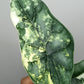 Alocasia Dragon Scale Variegated DSV14- Reserved Analyn Romantjco-Rdz.