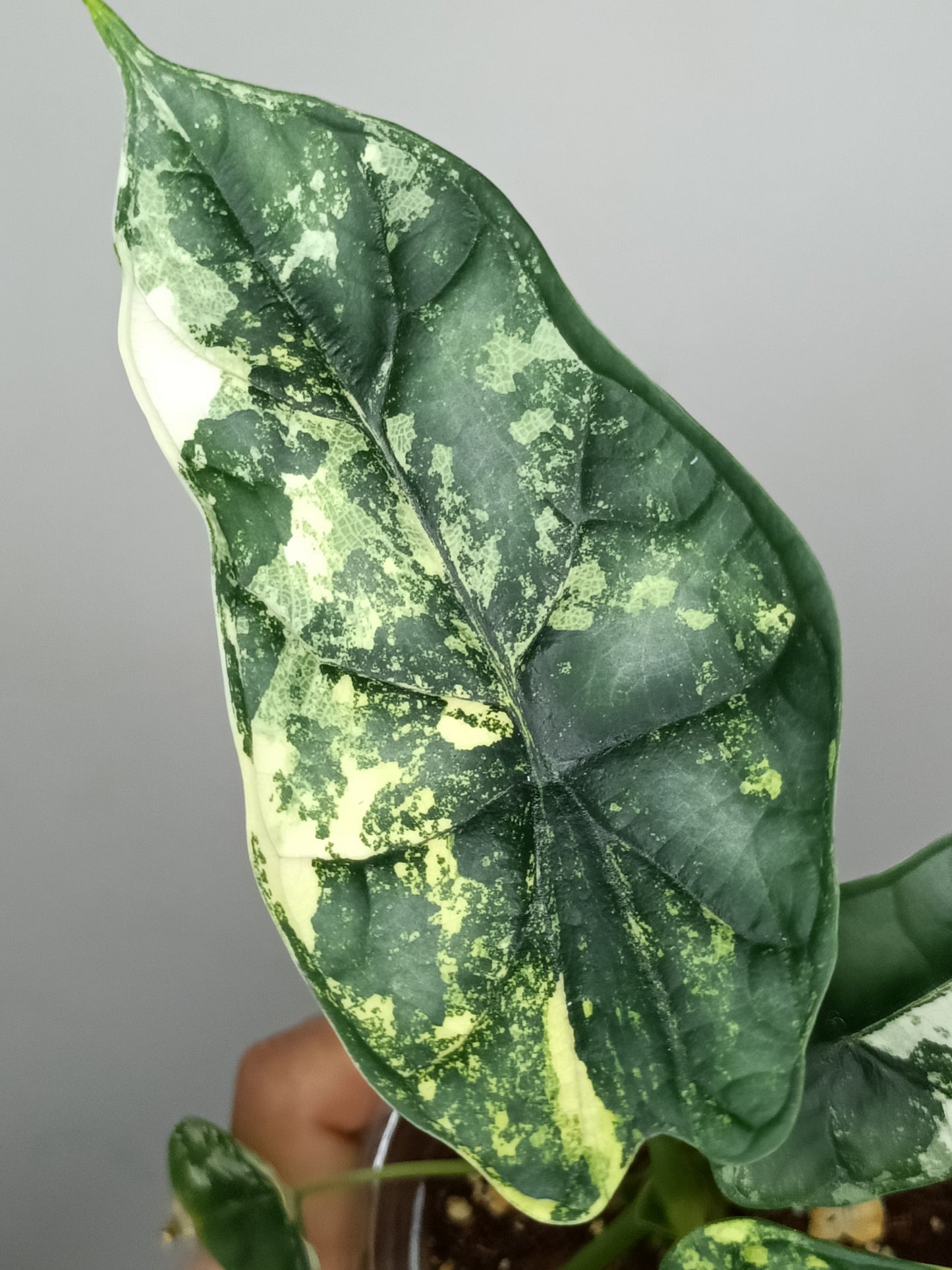 Alocasia Dragon Scale Variegated DSV14- Reserved Analyn Romantjco-Rdz.