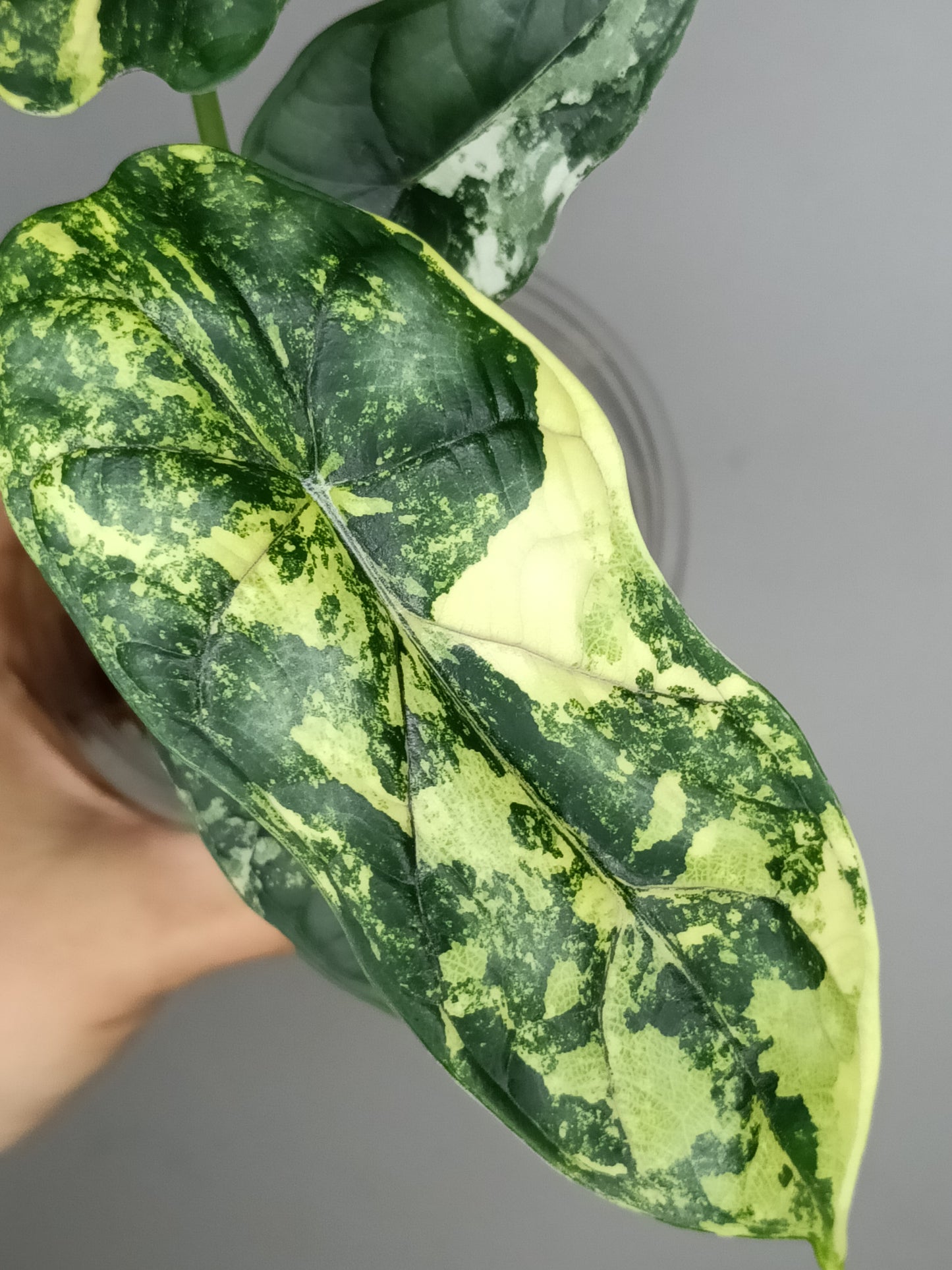 Alocasia Dragon Scale Variegated DSV14- Reserved Analyn Romantjco-Rdz.