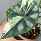 Alocasia Dragon Scale Variegated DSV14- Reserved Analyn Romantjco-Rdz.