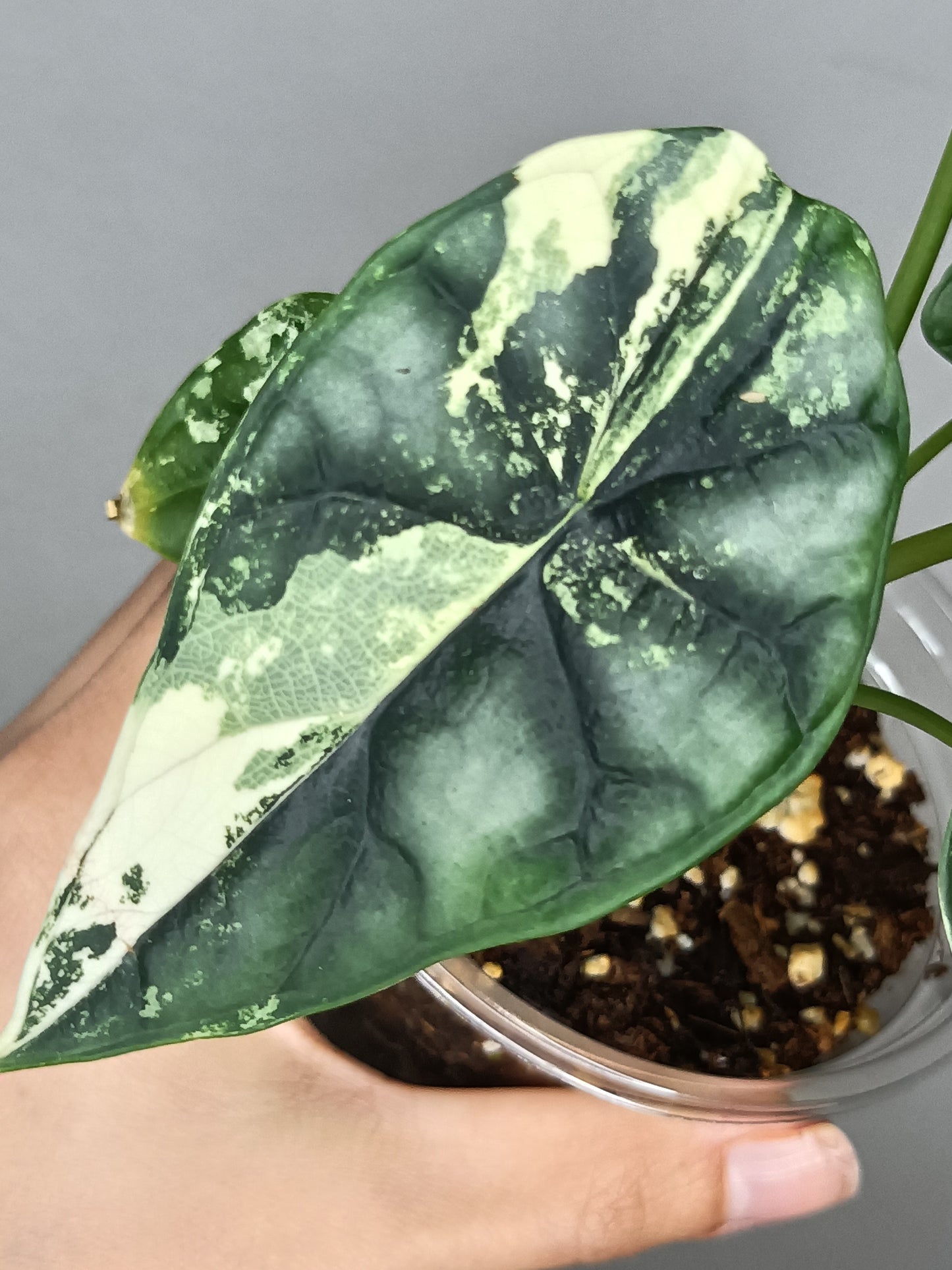 Alocasia Dragon Scale Variegated DSV14- Reserved Analyn Romantjco-Rdz.