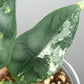 Alocasia Dragon Scale Variegated DSV14- Reserved Analyn Romantjco-Rdz.