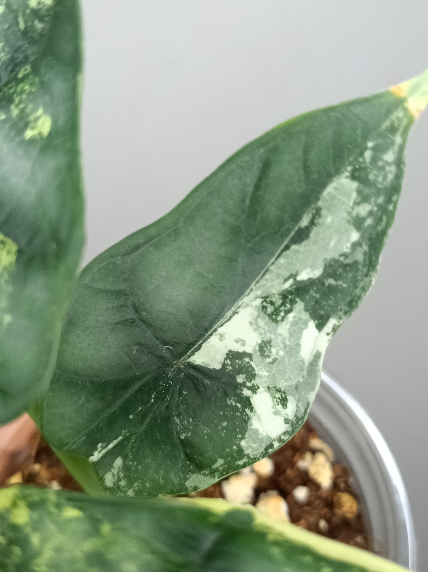 Alocasia Dragon Scale Variegated DSV14- Reserved Analyn Romantjco-Rdz.