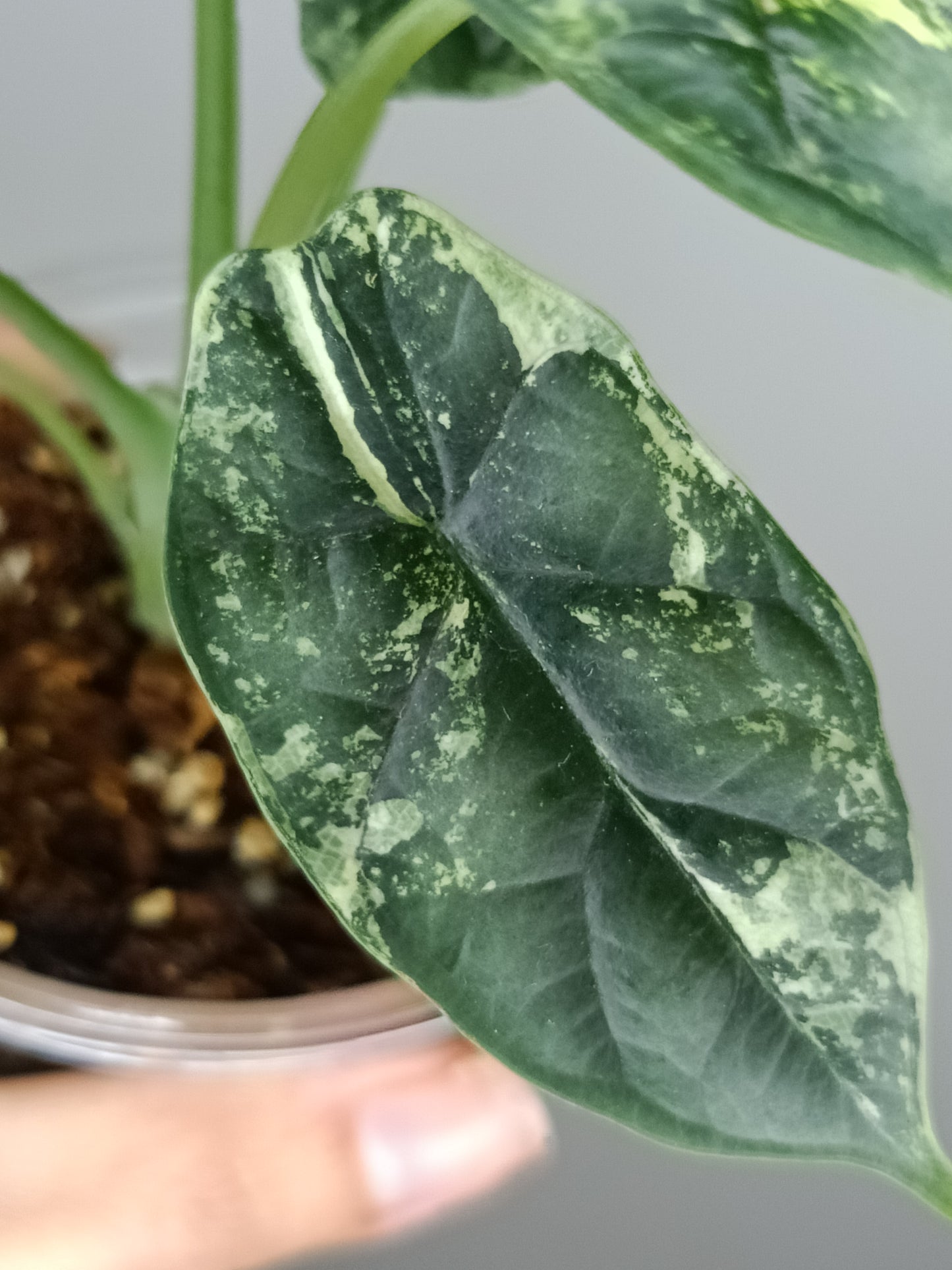 Alocasia Dragon Scale Variegated DSV14- Reserved Analyn Romantjco-Rdz.