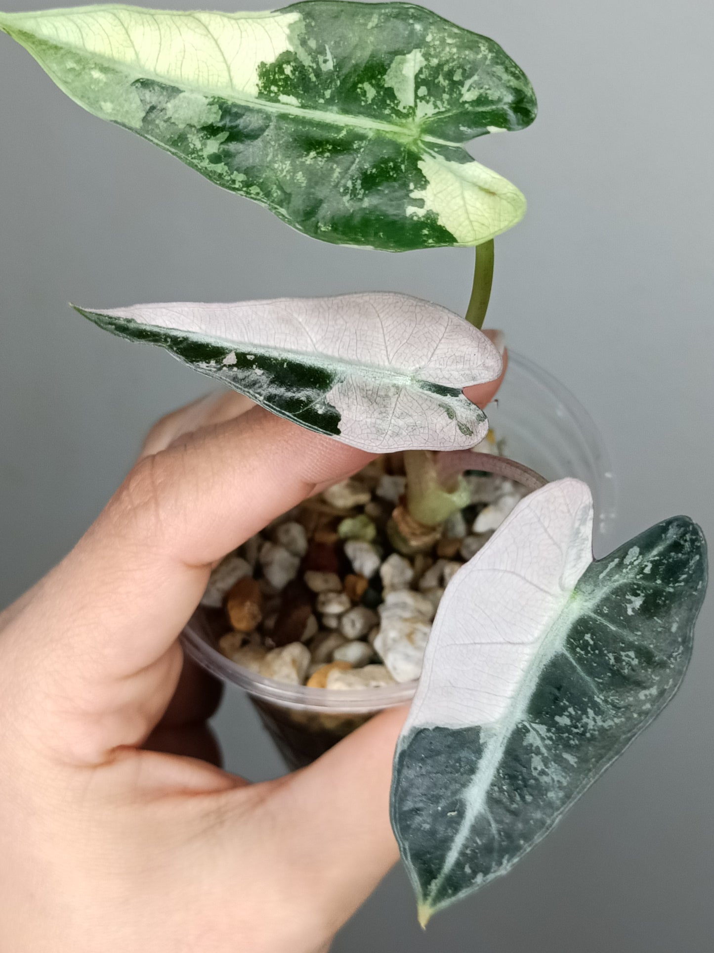 Alocasia Bambino Variegated #2- Reserved Emma Campbell