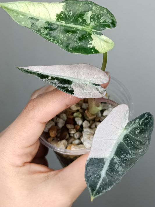 Alocasia Bambino Variegated #2- Reserved Emma Campbell