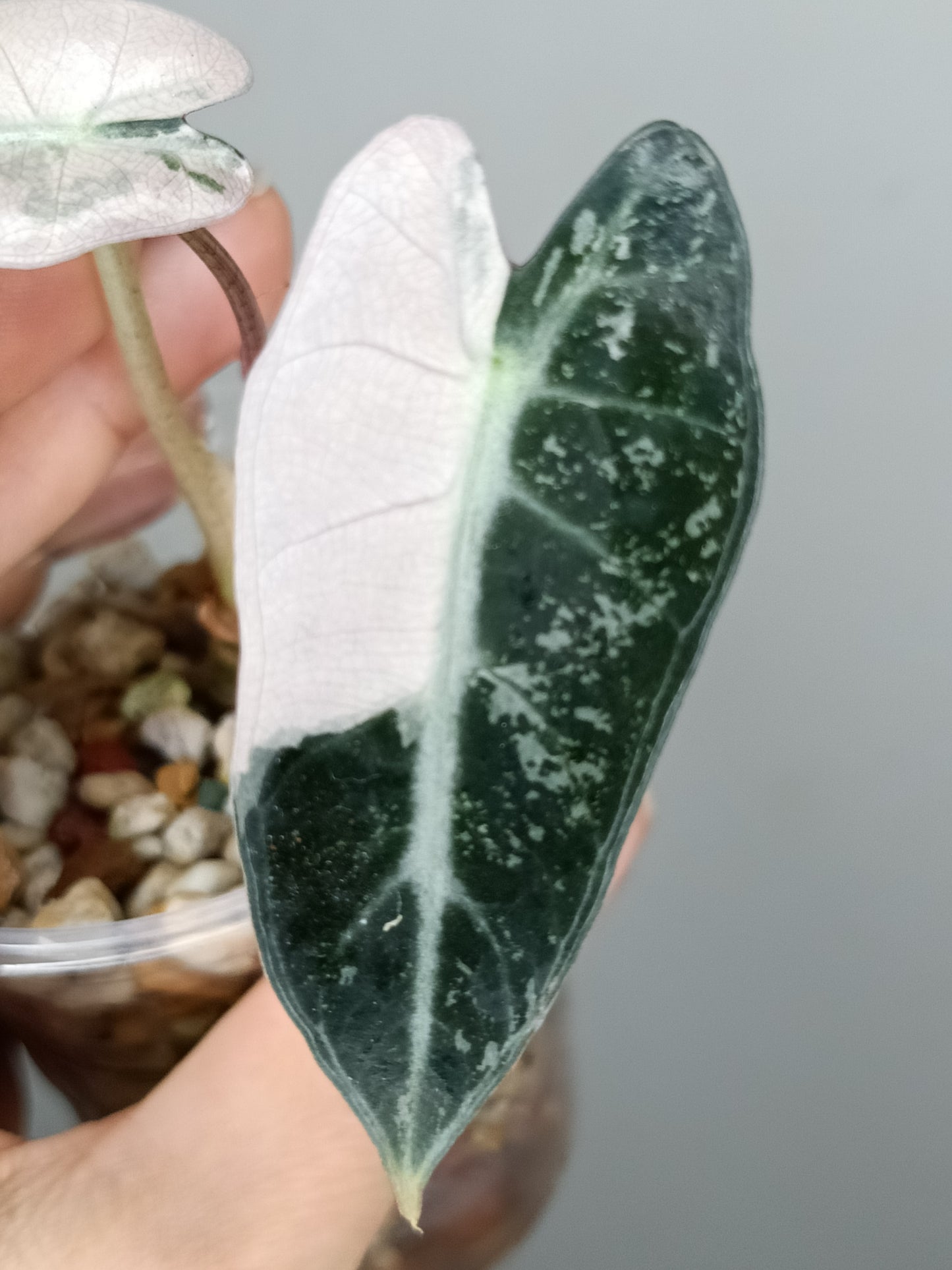 Alocasia Bambino Variegated #2- Reserved Emma Campbell