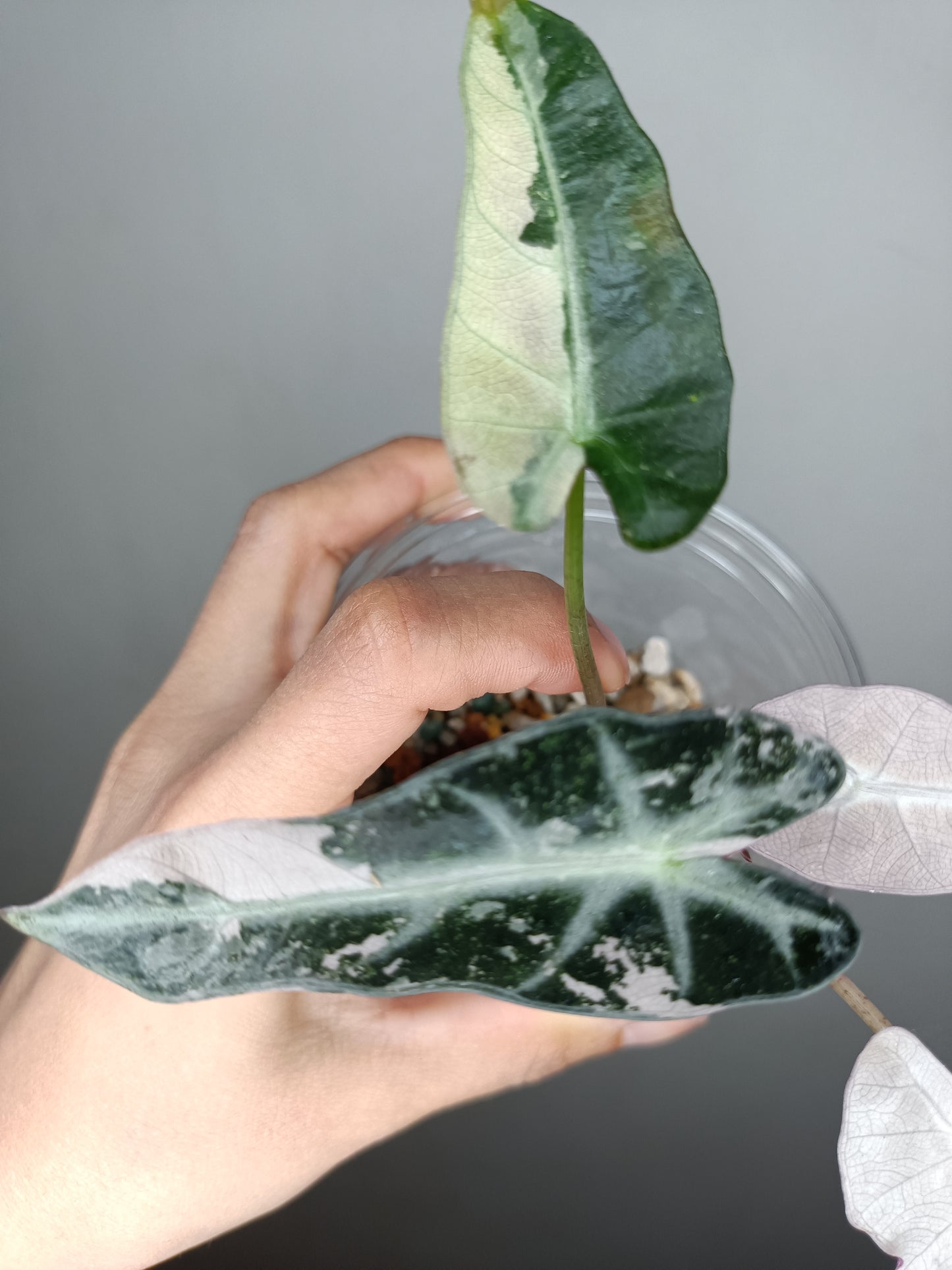 Alocasia Bambino Variegated #7- Reserved Jamie Lowry