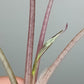 Alocasia Bambino Variegated #7- Reserved Jamie Lowry