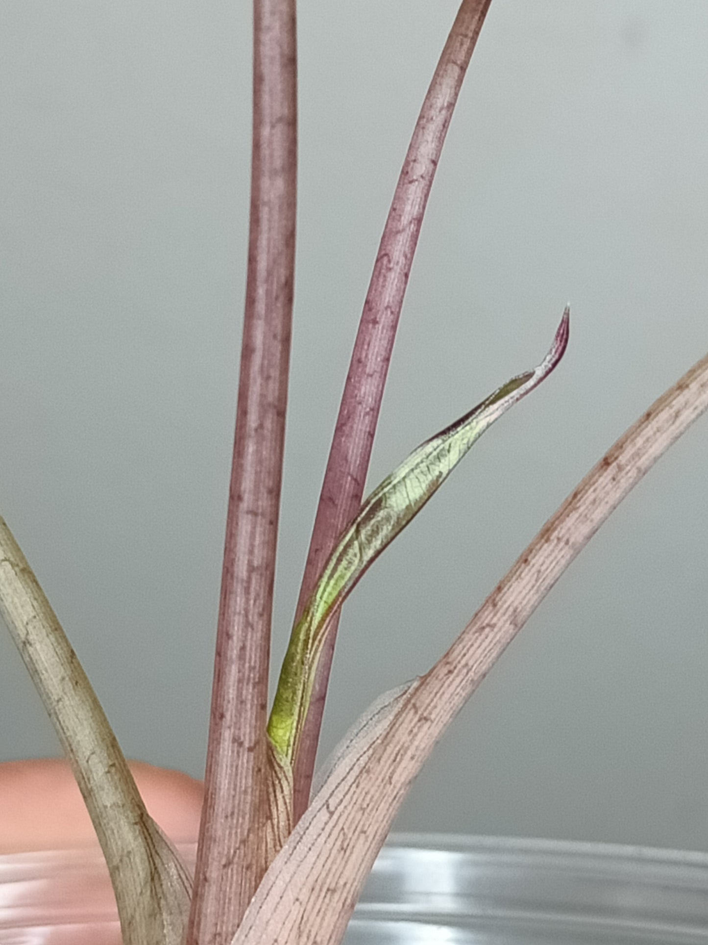 Alocasia Bambino Variegated #7- Reserved Jamie Lowry