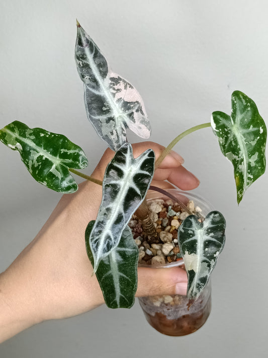 Alocasia Bambino Variegated #8- Korey Lewis