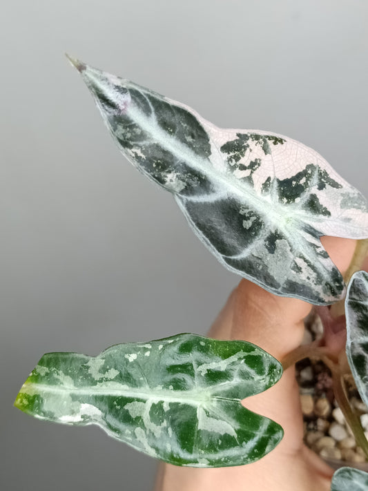 Alocasia Bambino Variegated #8- Korey Lewis