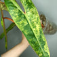 Billietae Variegated B1 Free PSS