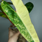 Billietae Variegated B1 Free PSS